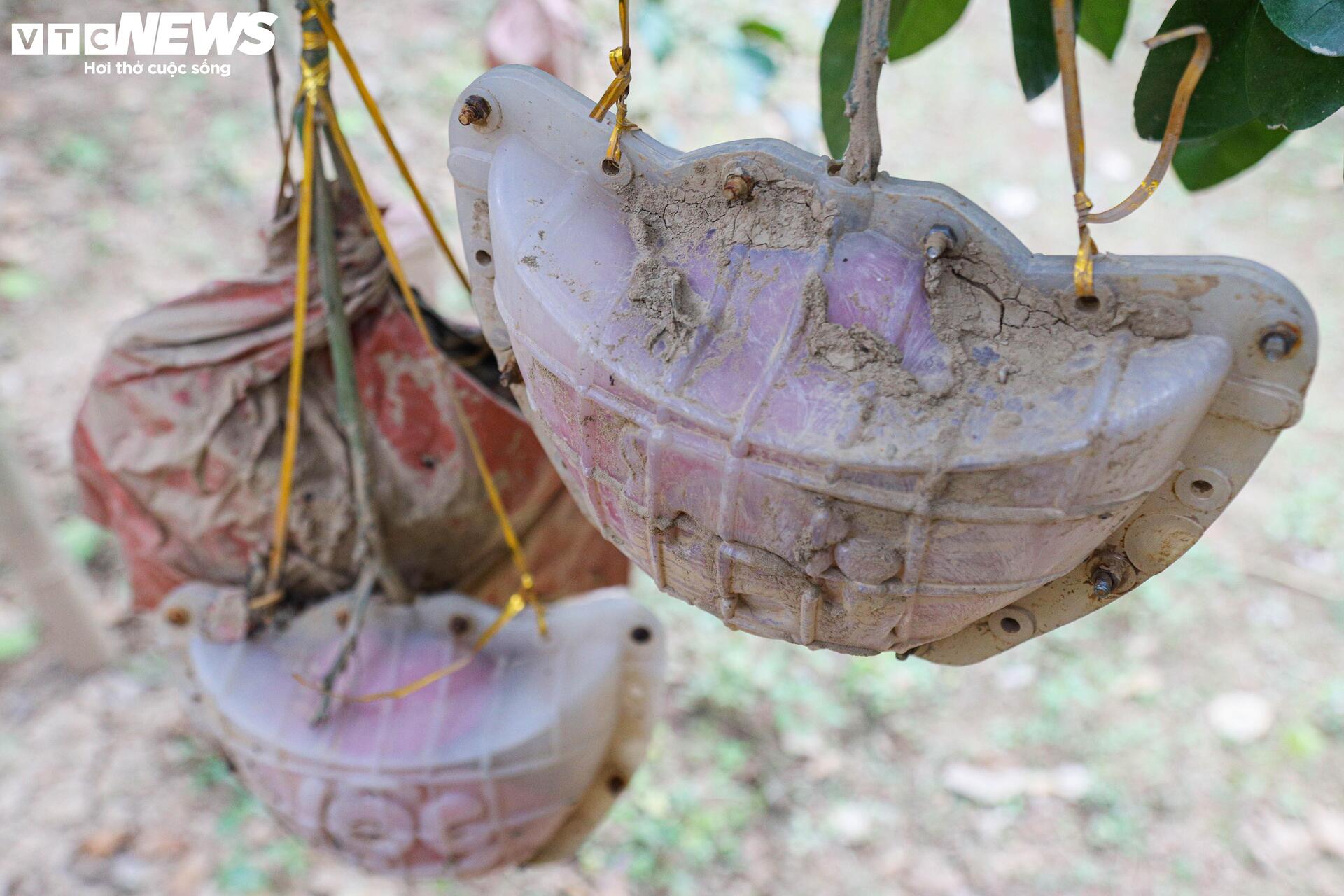 Bưởi đỏ 'tiến vua' mất mùa do bão lũ, giá tăng gấp đôi- Ảnh 12.