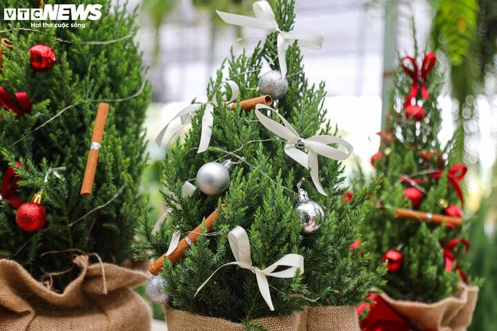 Khách tiết kiệm chi tiêu, tùng, thông tươi mini 'lên ngôi' mùa Noel- Ảnh 10.