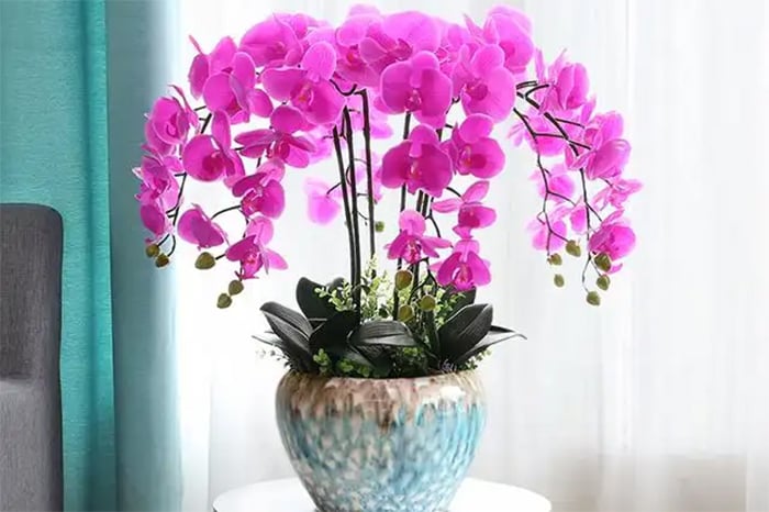6 sai lầm khi trồng lan hồ điệp khiến hoa nhanh hỏng, nụ rụng- Ảnh 1. 6 sai lầm khi trồng lan hồ điệp khiến hoa nhanh hỏng, nụ rụng- Ảnh 1.