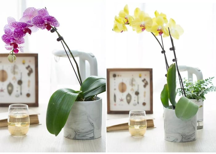 6 sai lầm khi trồng lan hồ điệp khiến hoa nhanh hỏng, nụ rụng- Ảnh 2. 6 sai lầm khi trồng lan hồ điệp khiến hoa nhanh hỏng, nụ rụng- Ảnh 2.
