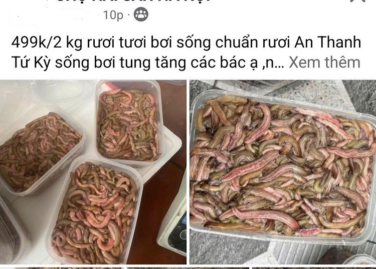 Từng có giá lên tới nửa triệu đồng/kg, “đặc sản trời cho” bất ngờ rẻ chưa từng có- Ảnh 4.