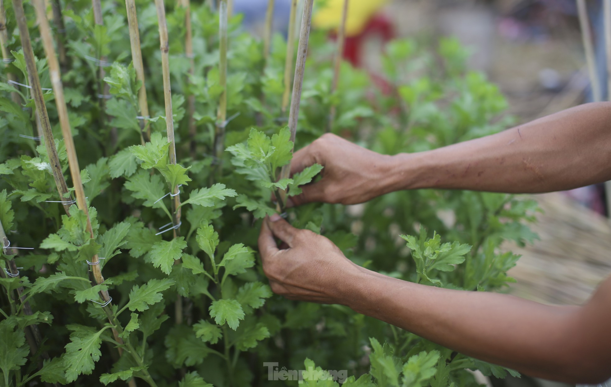 Chong đèn 'không cho hoa ngủ' chờ mong Tết- Ảnh 5.