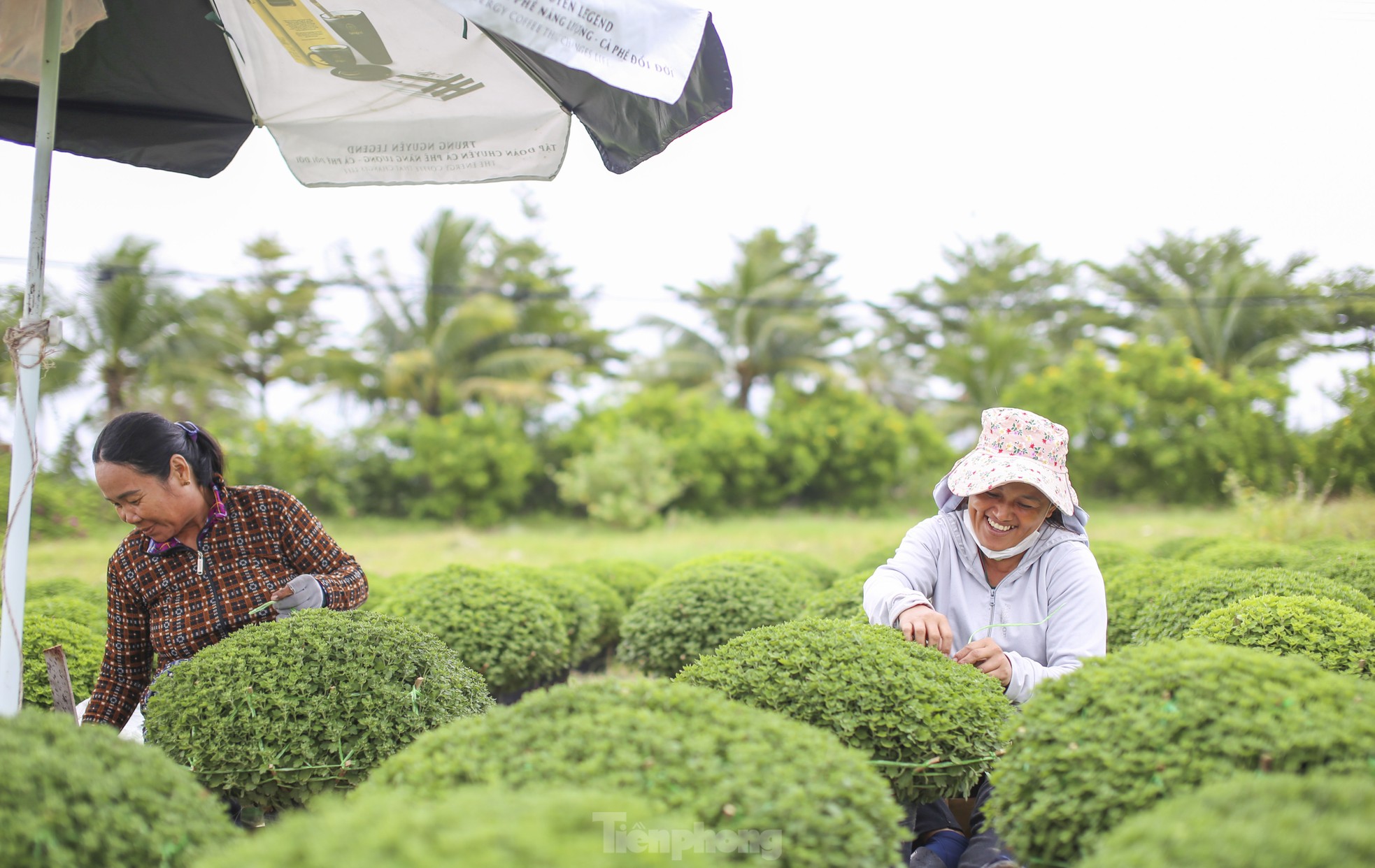 Chong đèn 'không cho hoa ngủ' chờ mong Tết- Ảnh 11.