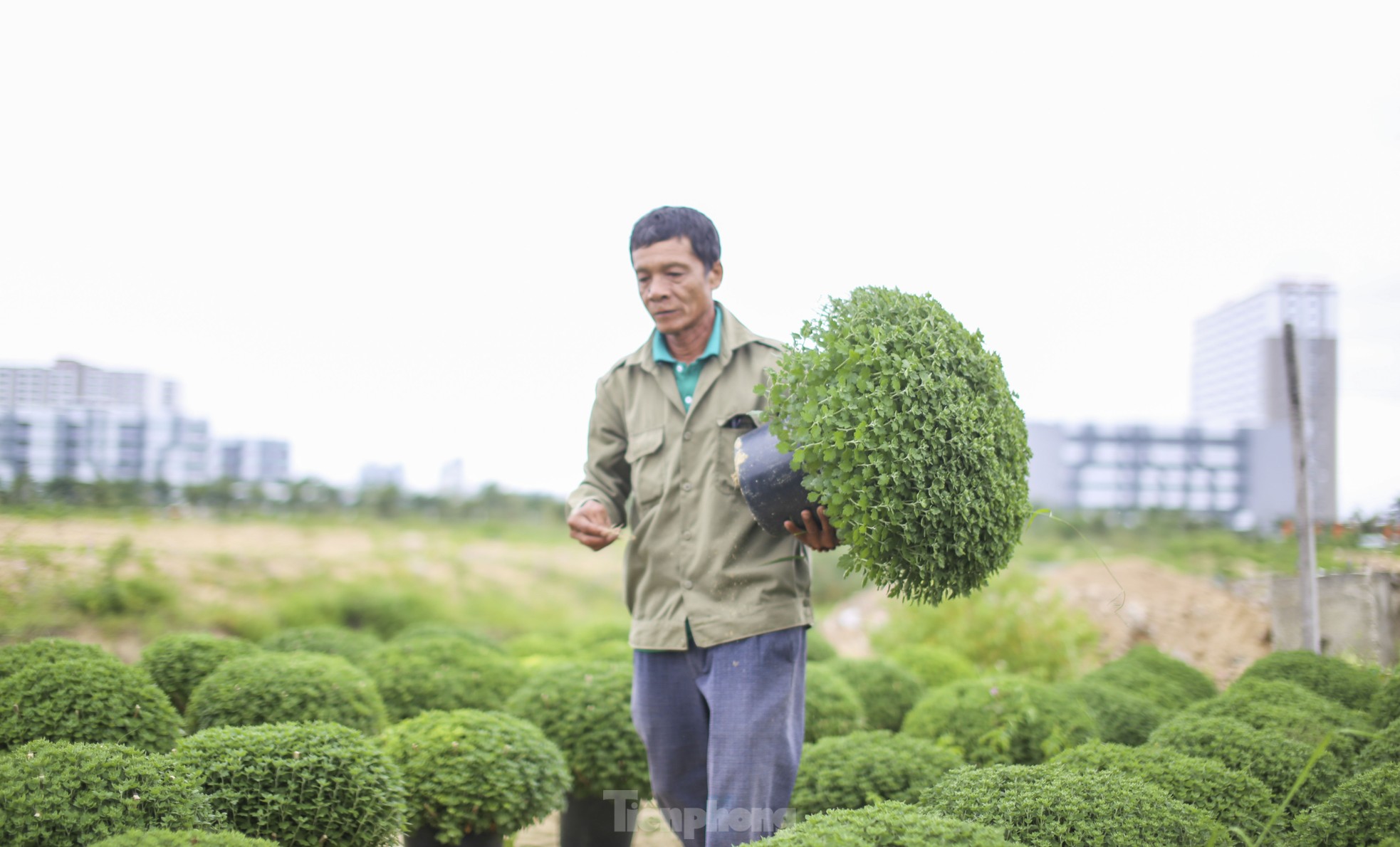 Chong đèn 'không cho hoa ngủ' chờ mong Tết- Ảnh 12.