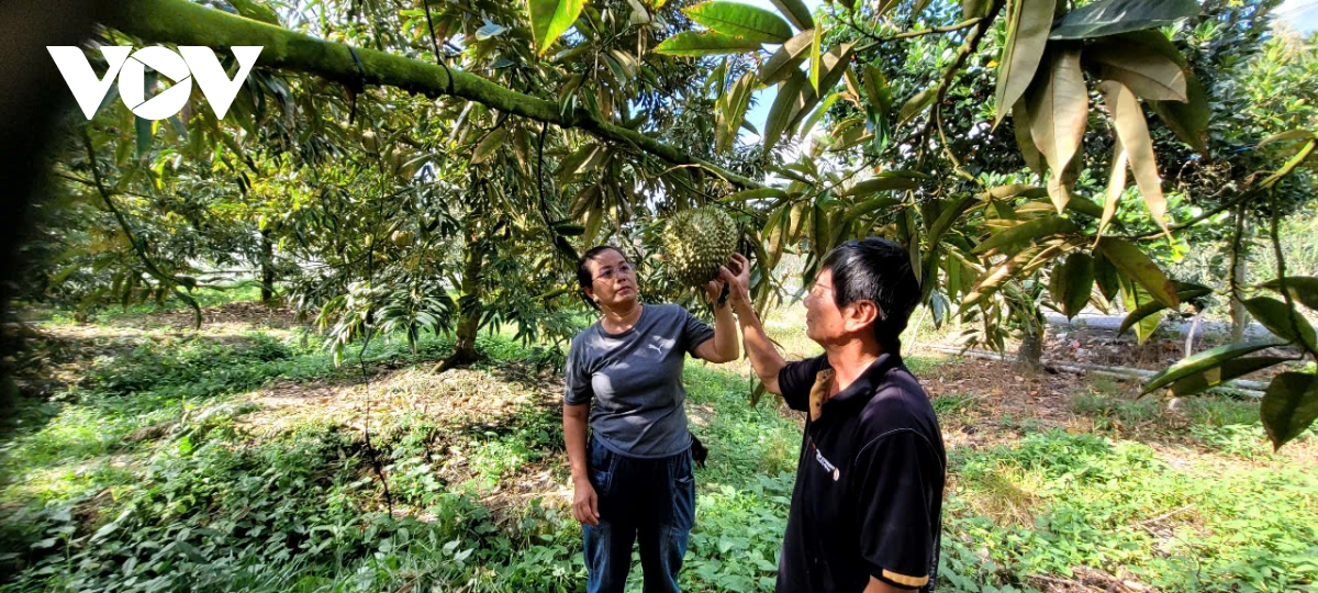 Bảo vệ vườn cây "tỷ phú" chống hạn mặn- Ảnh 1.