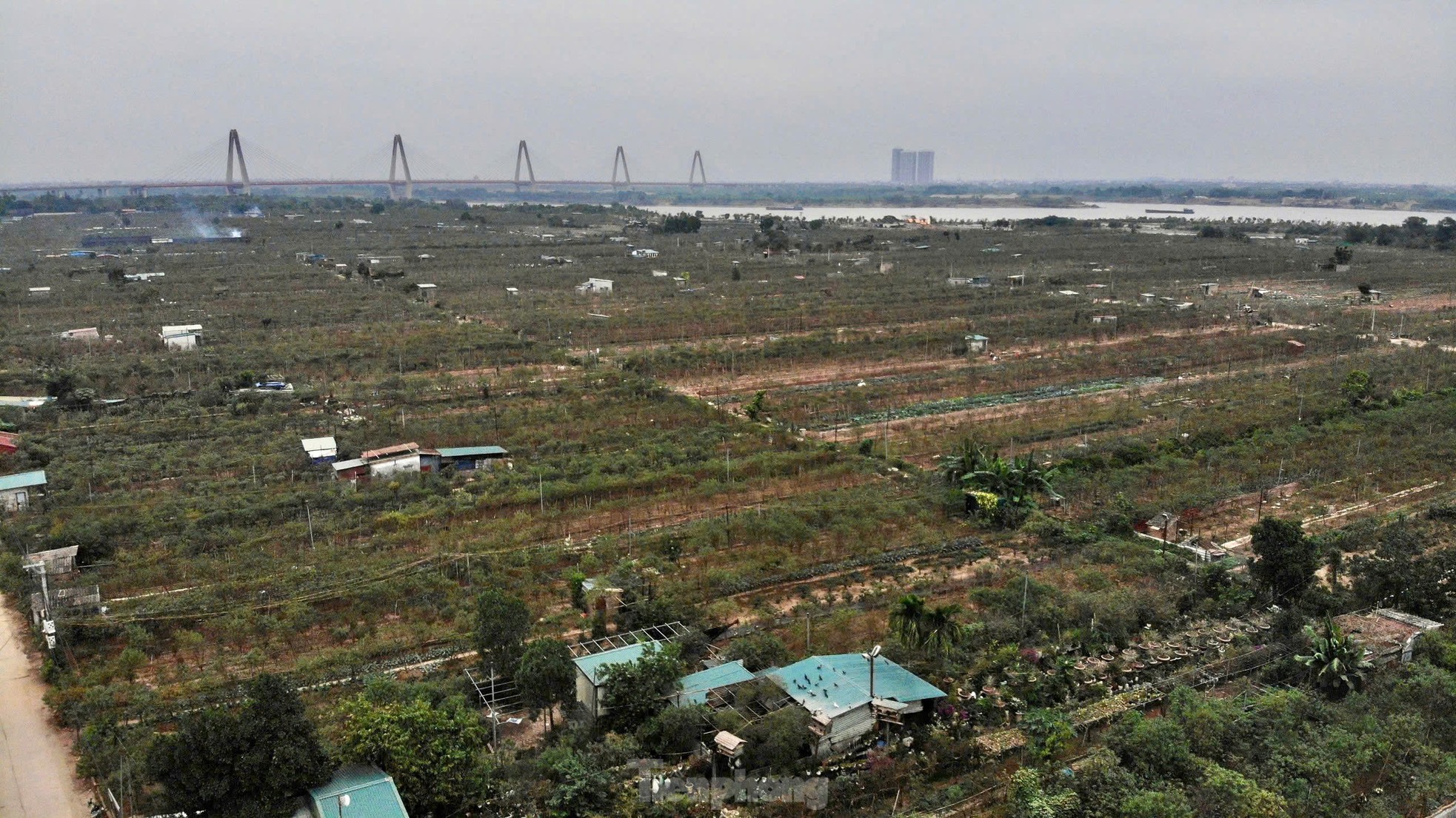 Chiêm ngưỡng 'vua của các loài đào' nằm phòng điều hoà chờ hoa nở đúng dịp Tết Nguyên đán- Ảnh 13.