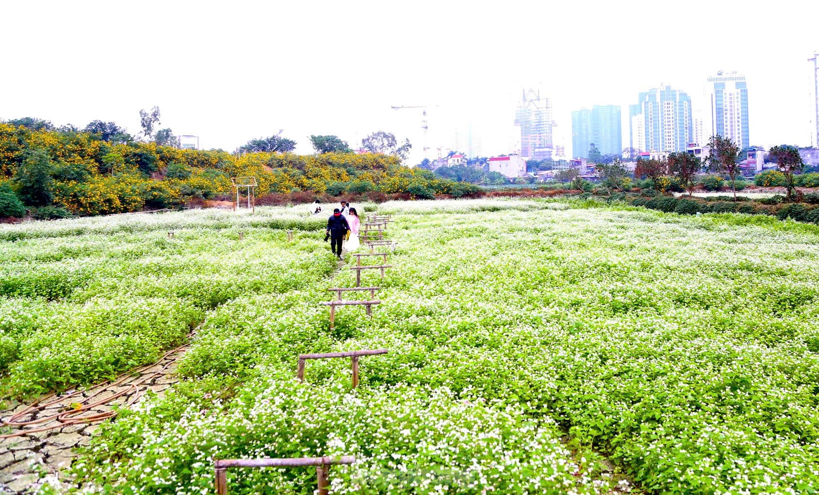 Chiêm ngưỡng vẻ đẹp hoa tam giác mạch, dã quỳ vàng nở rộ giữa lòng Thủ đô- Ảnh 18.