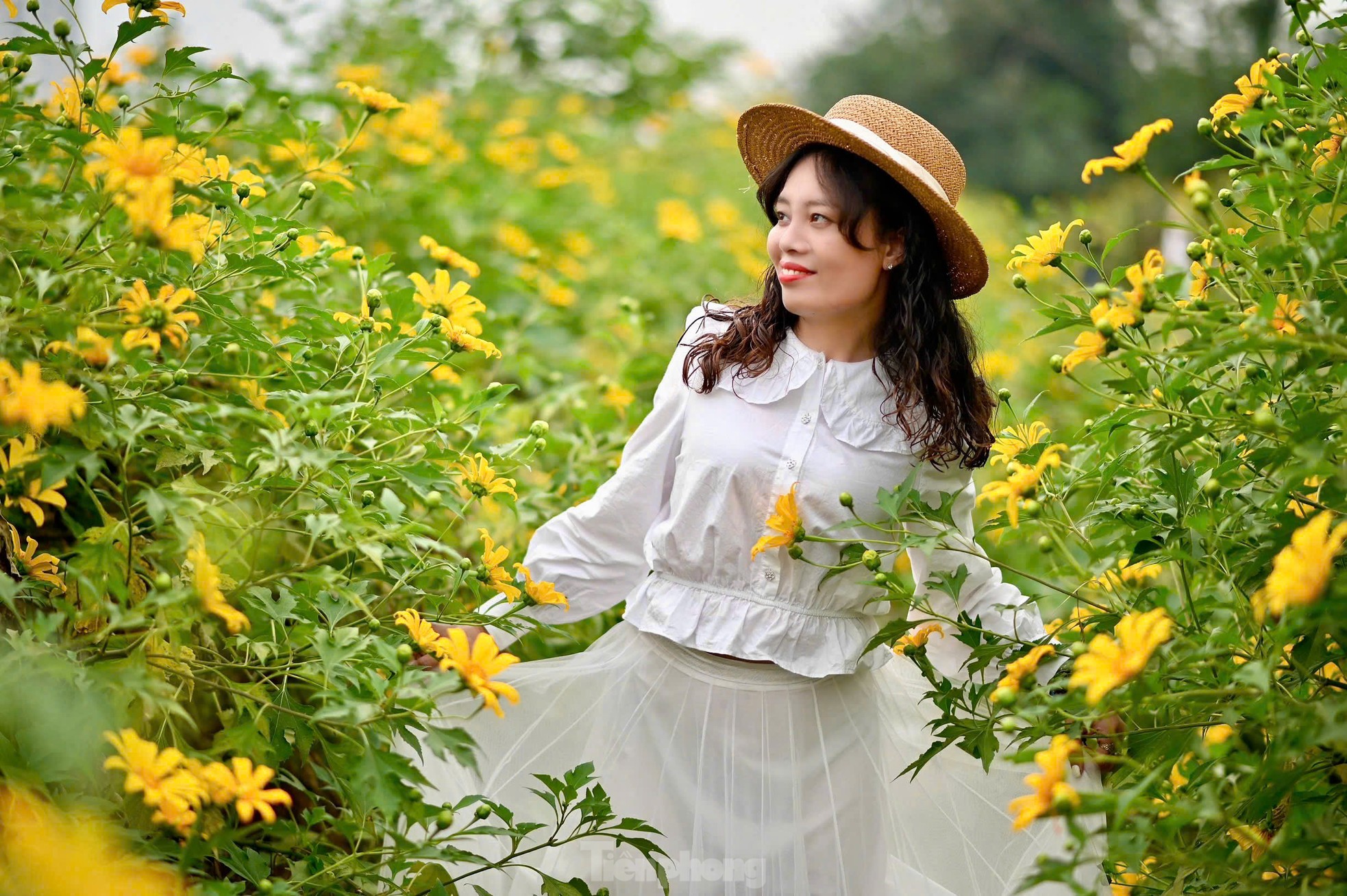 Chiêm ngưỡng vẻ đẹp hoa tam giác mạch, dã quỳ vàng nở rộ giữa lòng Thủ đô- Ảnh 11.