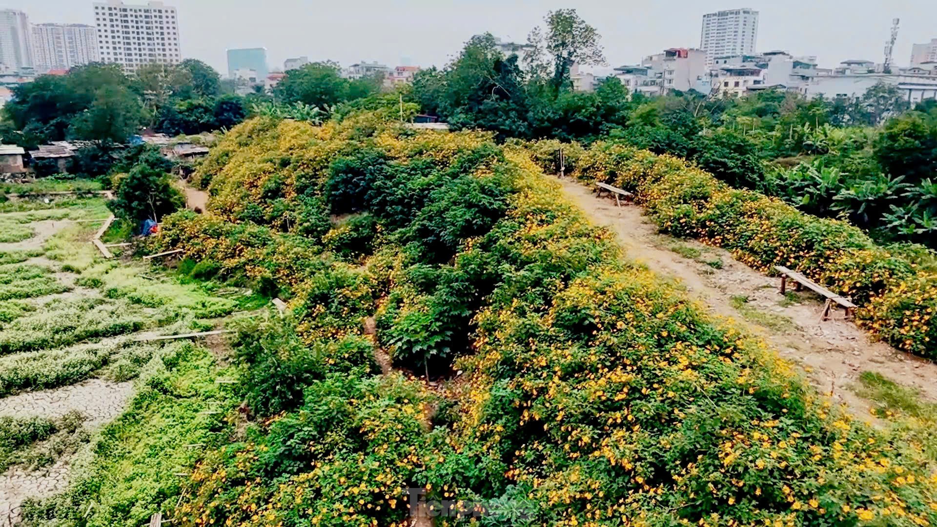 Chiêm ngưỡng vẻ đẹp hoa tam giác mạch, dã quỳ vàng nở rộ giữa lòng Thủ đô- Ảnh 3.