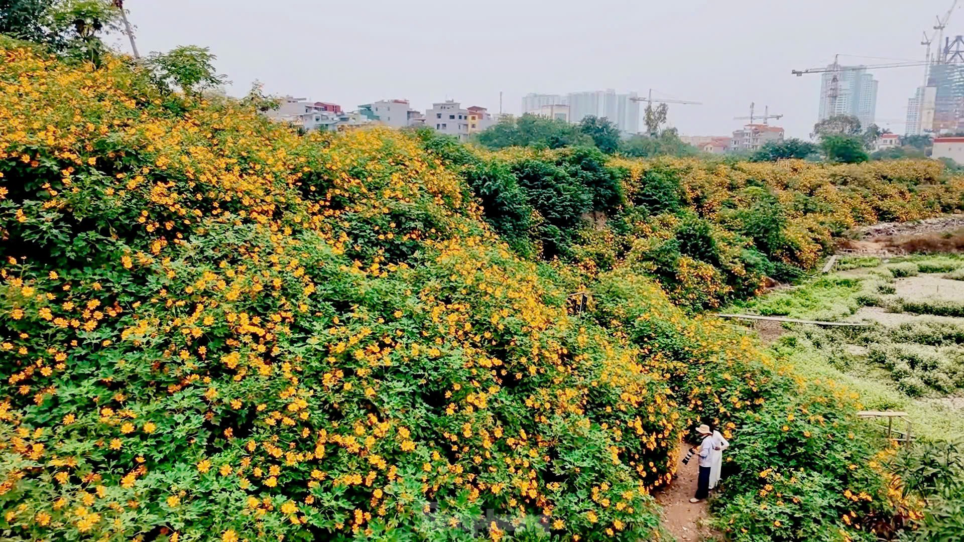 Chiêm ngưỡng vẻ đẹp hoa tam giác mạch, dã quỳ vàng nở rộ giữa lòng Thủ đô- Ảnh 2.