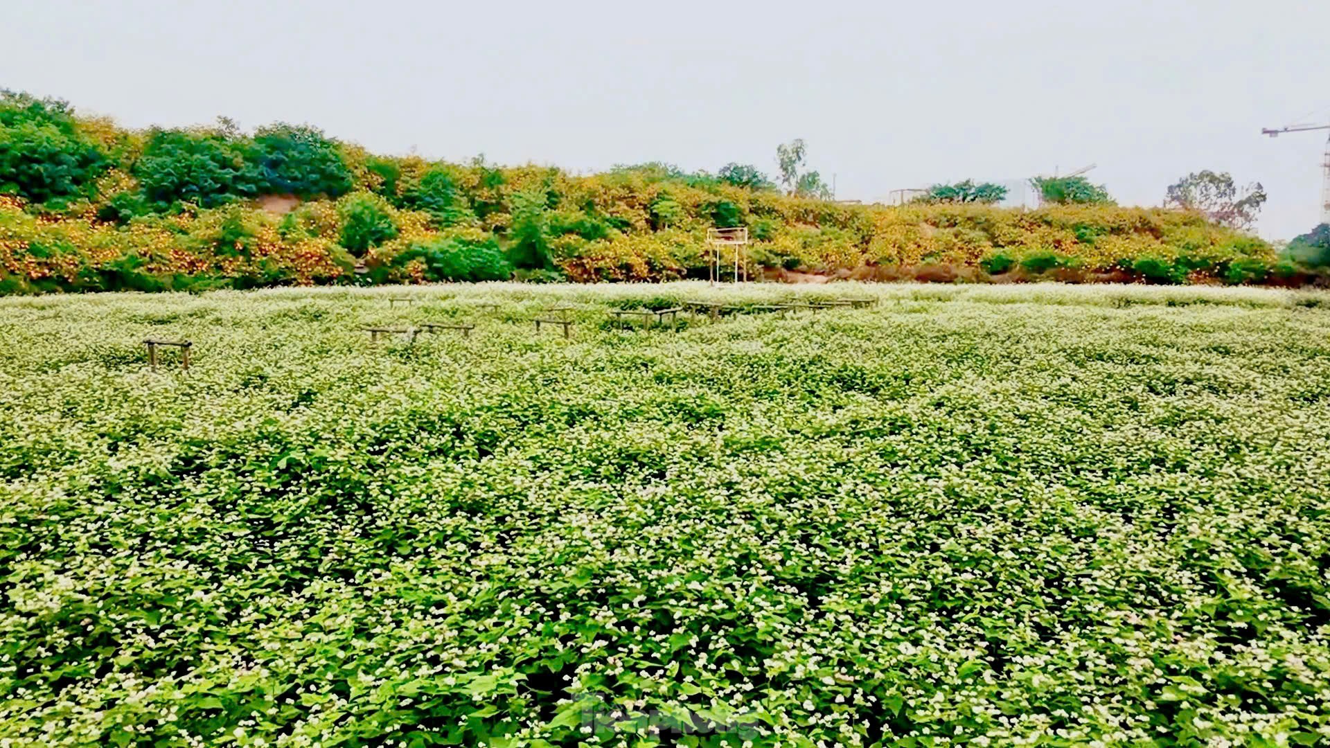 Chiêm ngưỡng vẻ đẹp hoa tam giác mạch, dã quỳ vàng nở rộ giữa lòng Thủ đô- Ảnh 12.