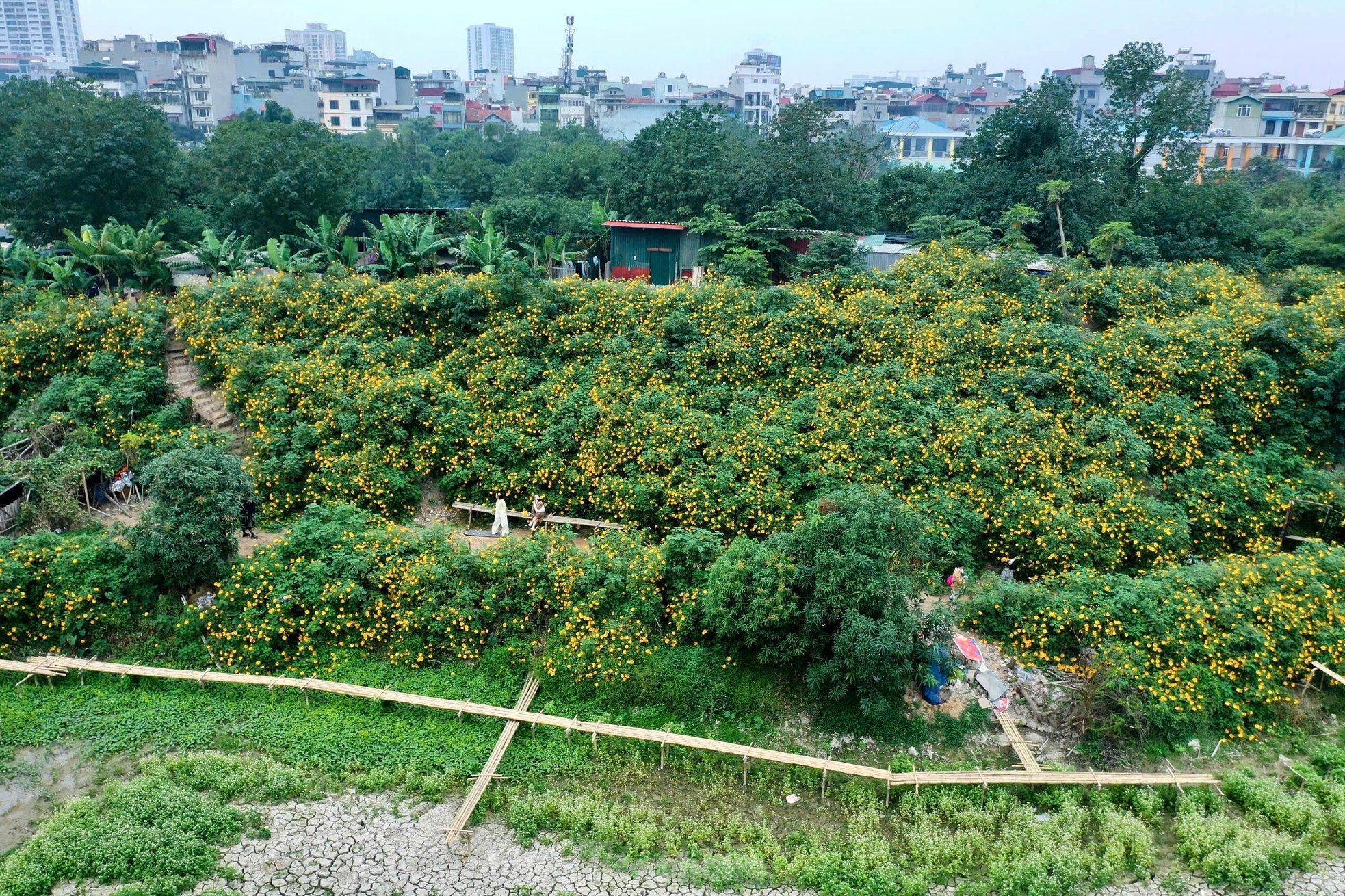 Chiêm ngưỡng vẻ đẹp hoa tam giác mạch, dã quỳ vàng nở rộ giữa lòng Thủ đô- Ảnh 1.