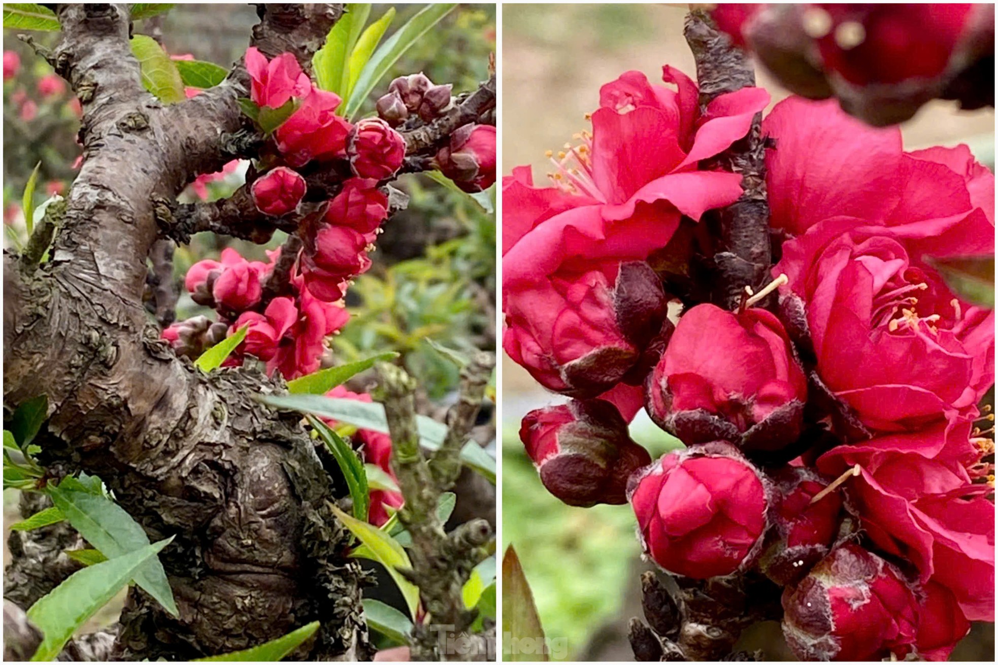 Chiêm ngưỡng 'vua của các loài đào' nằm phòng điều hoà chờ hoa nở đúng dịp Tết Nguyên đán- Ảnh 12.