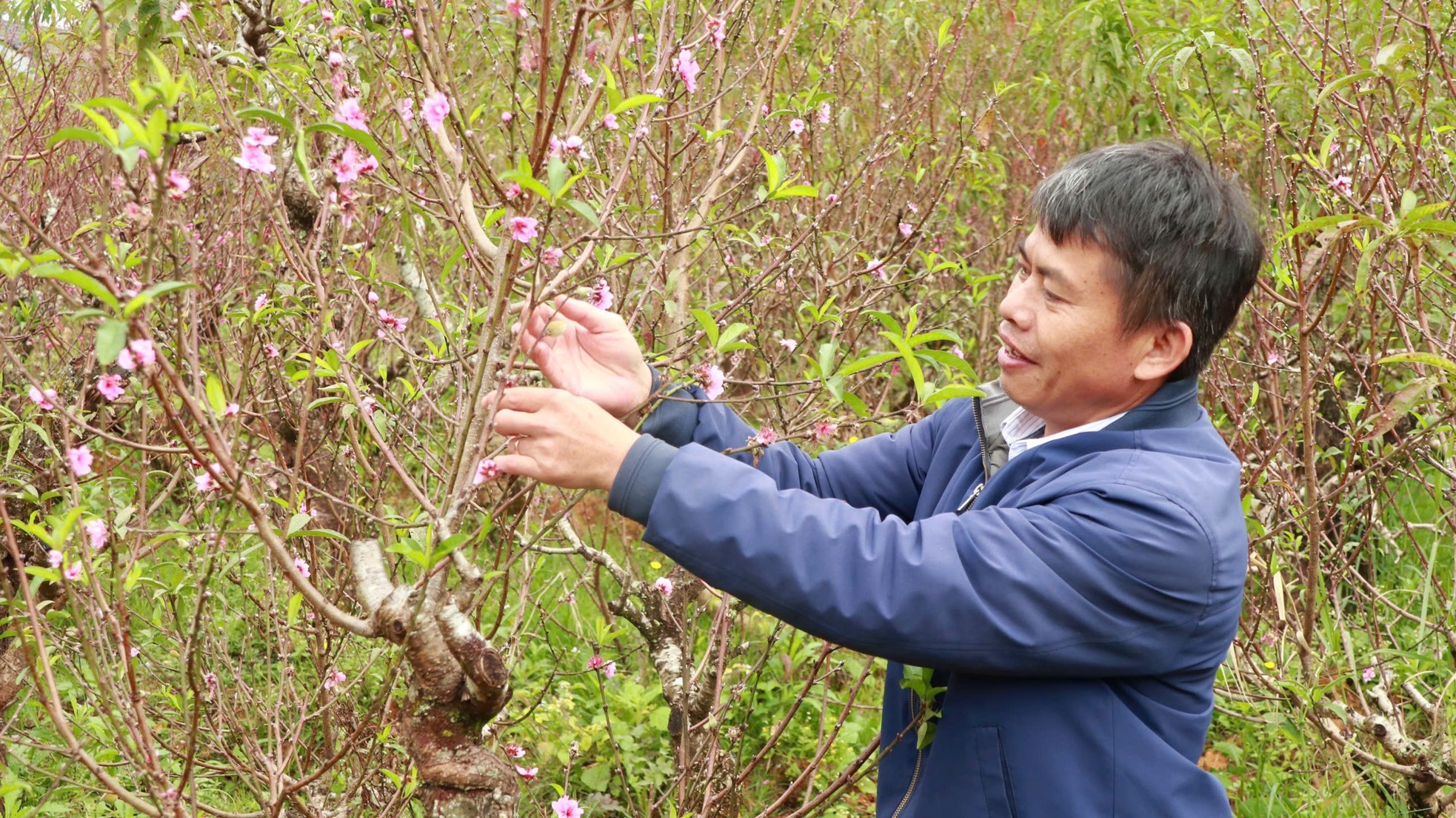 Tận thấy vườn đào cổ ở Đà Lạt, khách chốt thuê 300 gốc trước Tết- Ảnh 14.