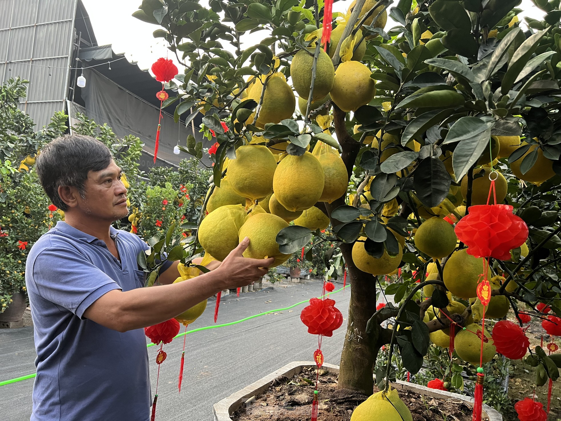 Loại quả từ Bắc vào được thắt nơ, vàng rực và thơm lừng cả con phố ở TPHCM- Ảnh 9.