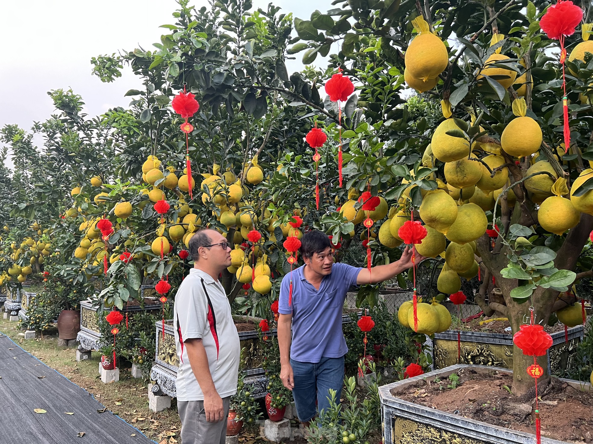 Loại quả từ Bắc vào được thắt nơ, vàng rực và thơm lừng cả con phố ở TPHCM- Ảnh 10.