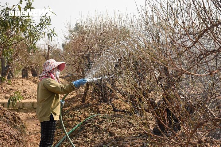 Đào vẫn đang kỳ tuốt lá, khách đã chi hàng chục triệu đồng đặt thuê- Ảnh 4.