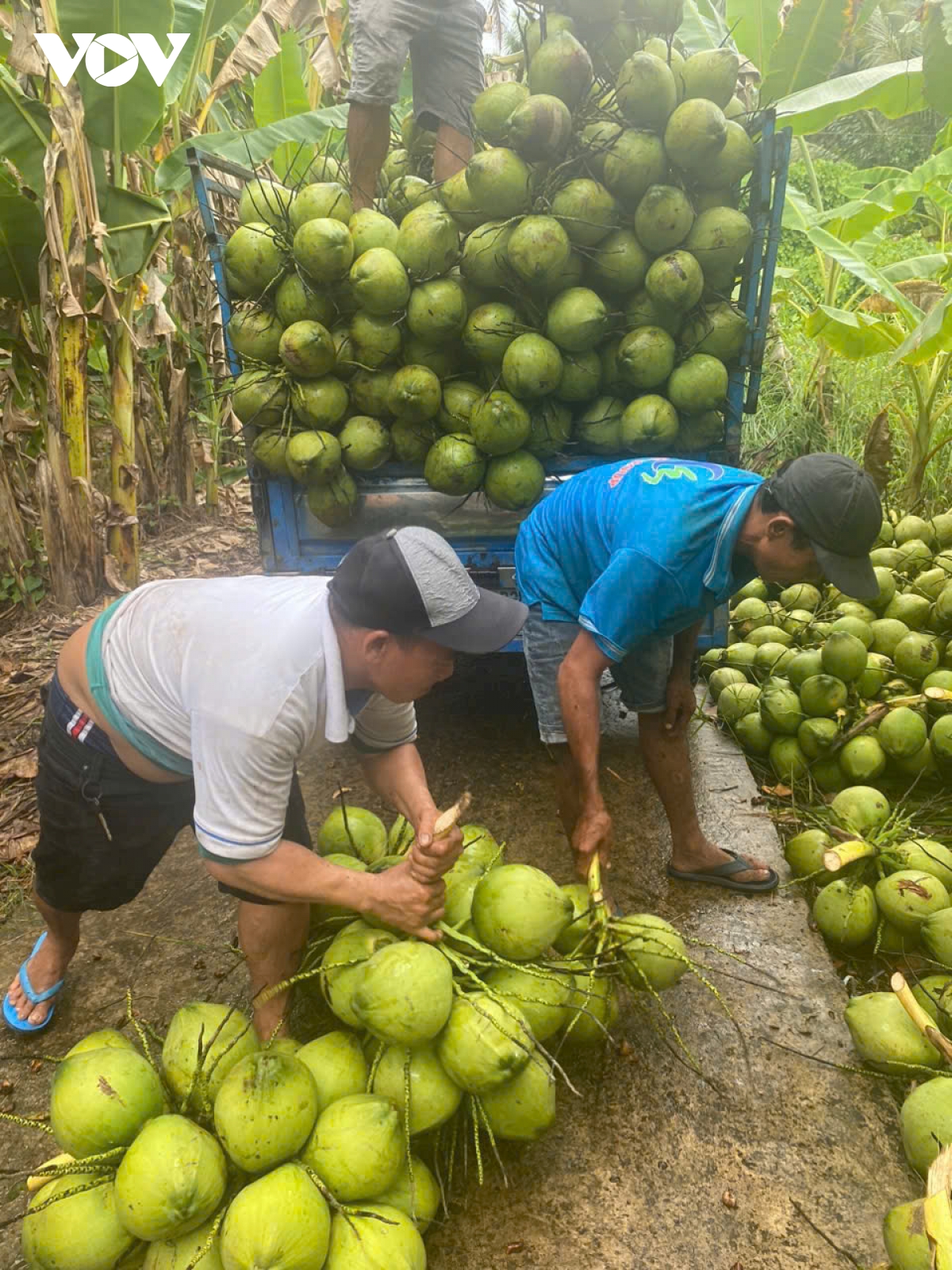 Dừa sốt giá, doanh nghiệp tại Tiền Giang, Bến Tre thiếu hàng- Ảnh 1.