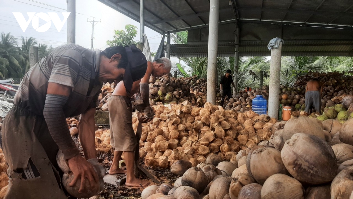 Dừa sốt giá, doanh nghiệp tại Tiền Giang, Bến Tre thiếu hàng- Ảnh 2.