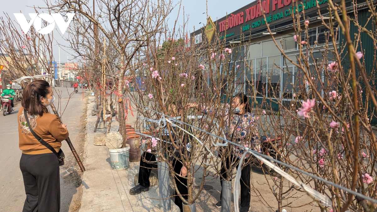 Đào Nhật Tân, đào núi “xuống phố” hút khách chơi Tết sớm- Ảnh 10.