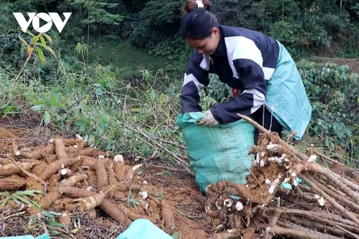 Giá thu mua thấp, người trồng sắn ở Lai Châu đối diện với khó khăn- Ảnh 2.