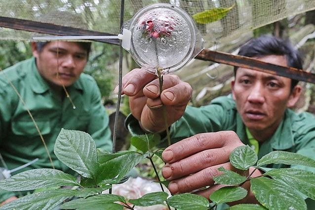 Trồng loại cây được coi như “quốc bảo” của Việt Nam, nông dân có thể thu 32 tỷ đồng/ ha- Ảnh 3.