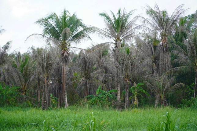 Lý do dừa Bến Tre khan hiếm, giá tăng từng ngày- Ảnh 3.