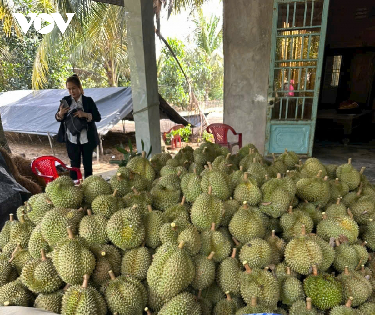 Cuối năm trái sầu riêng tăng giá ở mức kỉ lục- Ảnh 2.