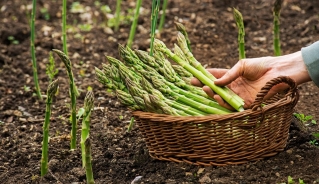 Việt Nam có “vua của các loại rau”, là "dược liệu vàng" bổ ngang nhân sâm tổ yến- Ảnh 3.