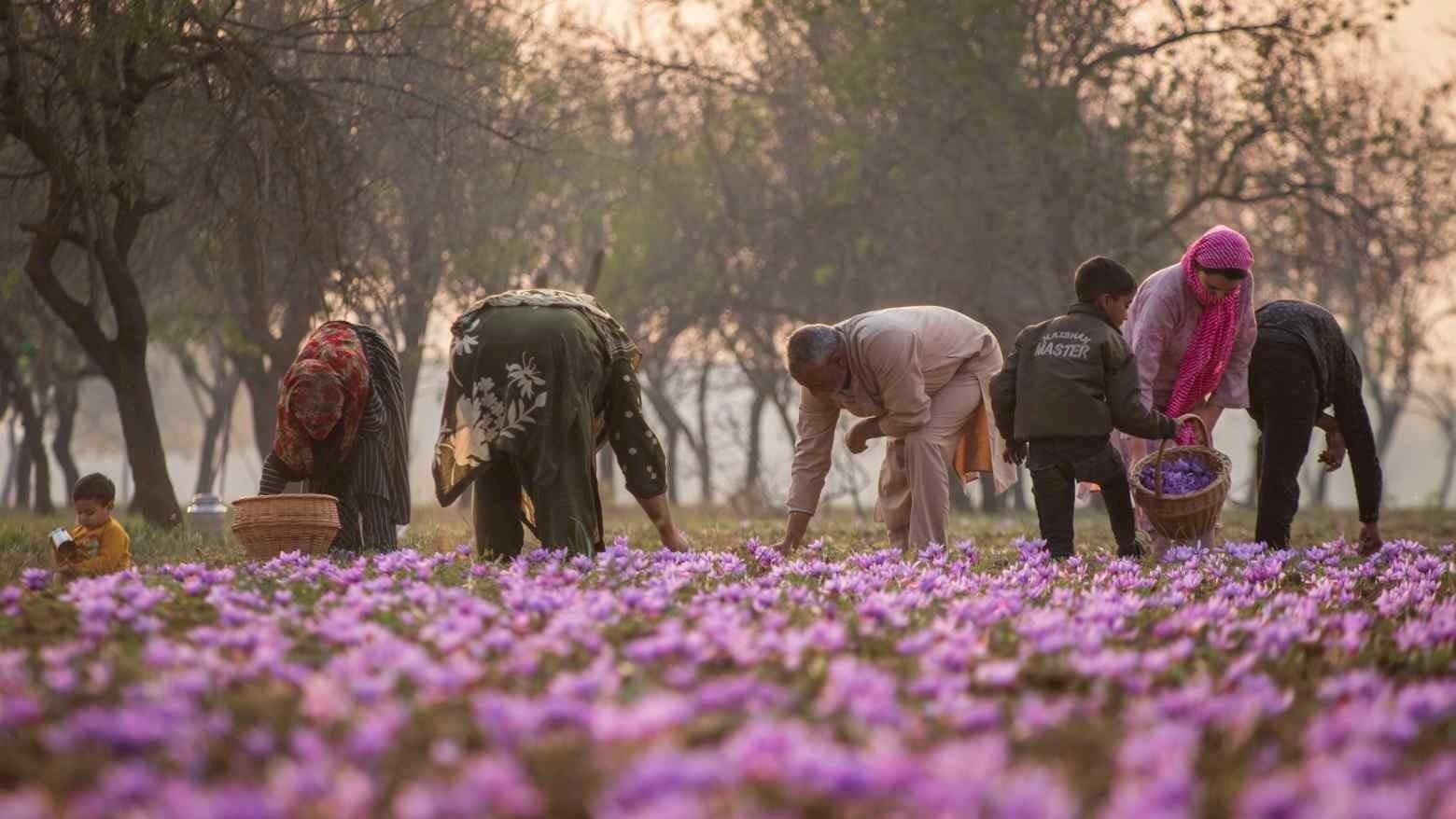 Sản lượng lao dốc, chi phí đầu vào tăng vọt, nông dân tại vùng sản xuất ‘vàng đỏ’ lớn thứ 2 toàn cầu từ bỏ trồng loại gia vị đắt nhất thế giới,  ‘cắn răng’ chuyển sang cây trồng ít sinh lời hơn- Ảnh 1.