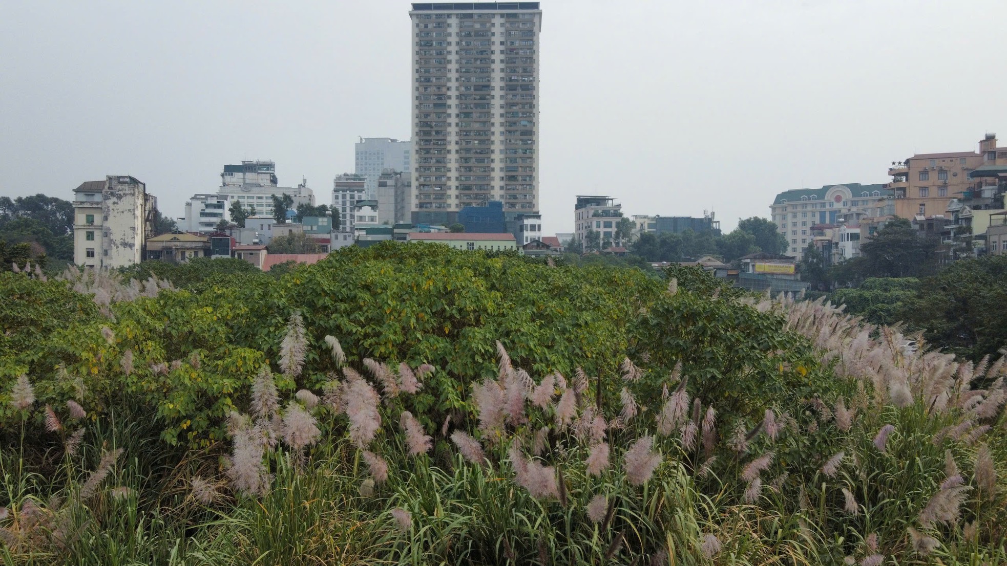 Cỏ dại mọc um tùm như 'rừng' trong khu đất vàng mà Hà Nội loại bỏ làm nhà ở- Ảnh 10.