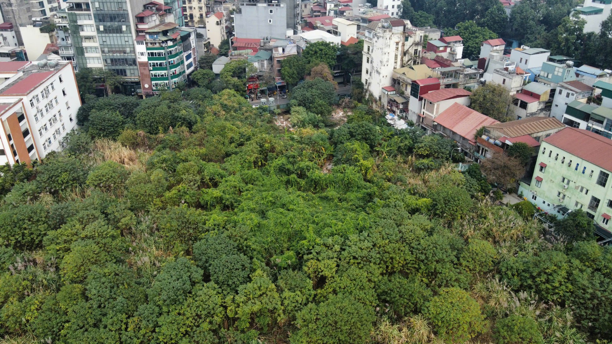 Cỏ dại mọc um tùm như 'rừng' trong khu đất vàng mà Hà Nội loại bỏ làm nhà ở- Ảnh 6.