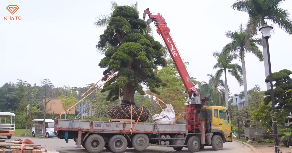 Bên trong biệt thự phủ kín tùng Nhật và đá quý của người đàn ông U70 ở Vĩnh Phúc, giá trị không thể ước tính- Ảnh 13.