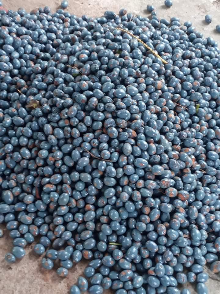 Cọ ỏm: Món ngon thấm đẫm hương quê của người dân đất Tổ- Ảnh 2. Cọ ỏm: Món ngon thấm đẫm hương quê của người dân đất Tổ- Ảnh 2.