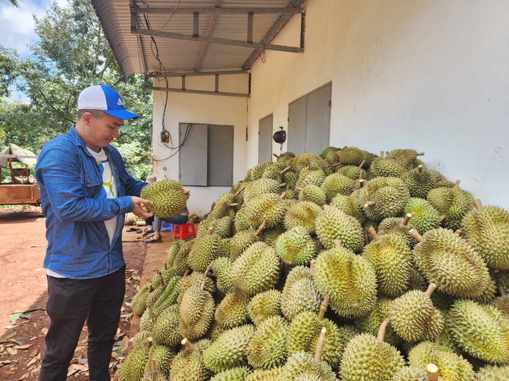 Sầu riêng xuất khẩu với giá cao mang lại cuộc sống ấm no cho người dân Tây Nguyên. Ảnh: CAO NGUYÊN