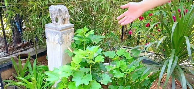 Người phụ nữ trung niên chi gần 200 triệu đồng xây khoảng sân rộng 38m2 chỉ để trồng hoa và rau- Ảnh 8. Người phụ nữ trung niên chi gần 200 triệu đồng xây khoảng sân rộng 38m2 chỉ để trồng hoa và rau- Ảnh 8.