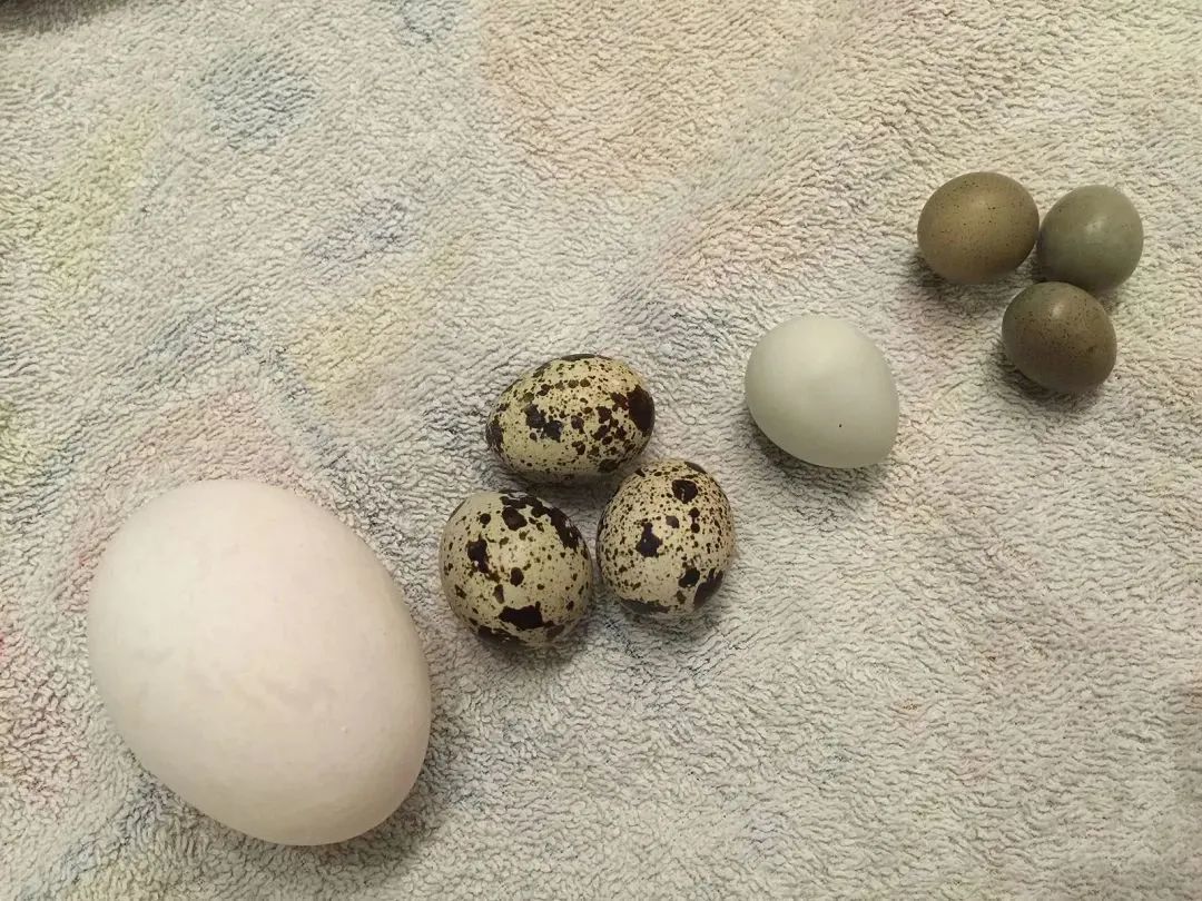 Hội mẹ bỉm khoe Hội mẹ bỉm khoe