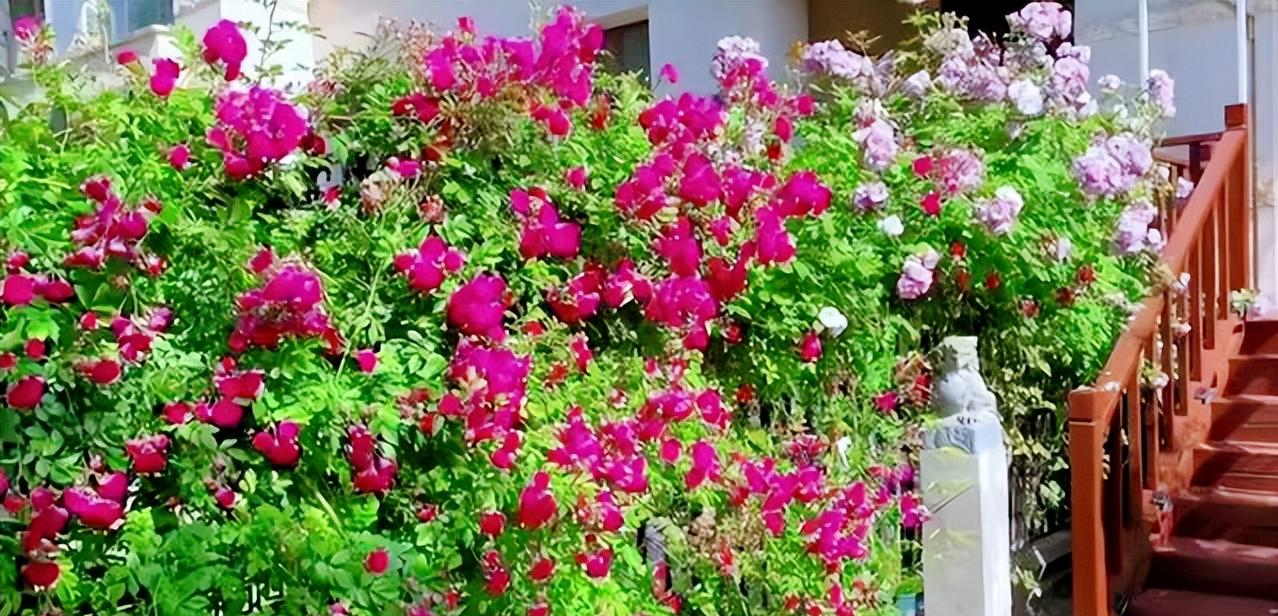 Người phụ nữ trung niên chi gần 200 triệu đồng xây khoảng sân rộng 38m2 chỉ để trồng hoa và rau- Ảnh 7. Người phụ nữ trung niên chi gần 200 triệu đồng xây khoảng sân rộng 38m2 chỉ để trồng hoa và rau- Ảnh 7.