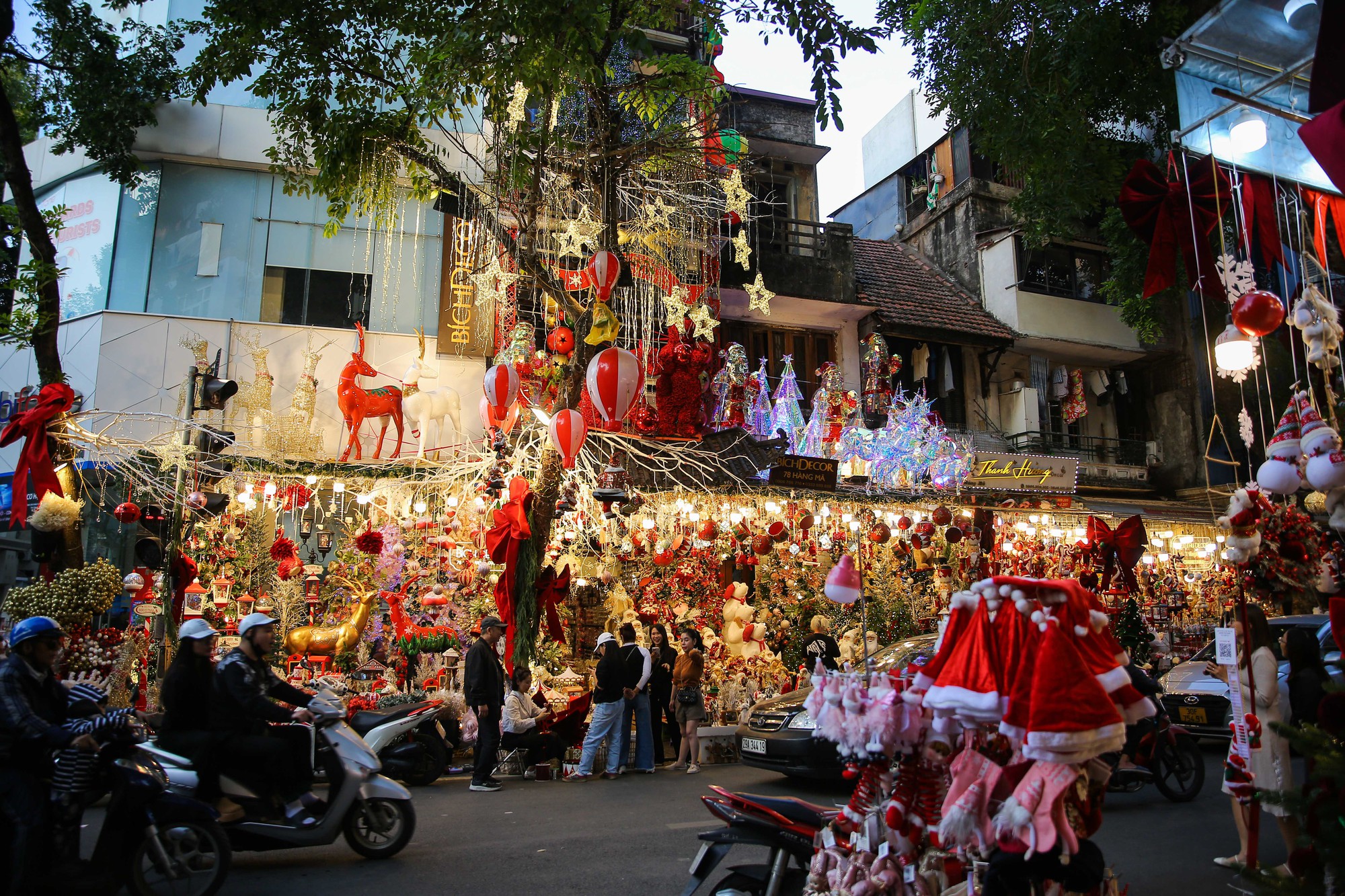 Thông tươi tiền triệu hút khách mùa Noel- Ảnh 1.