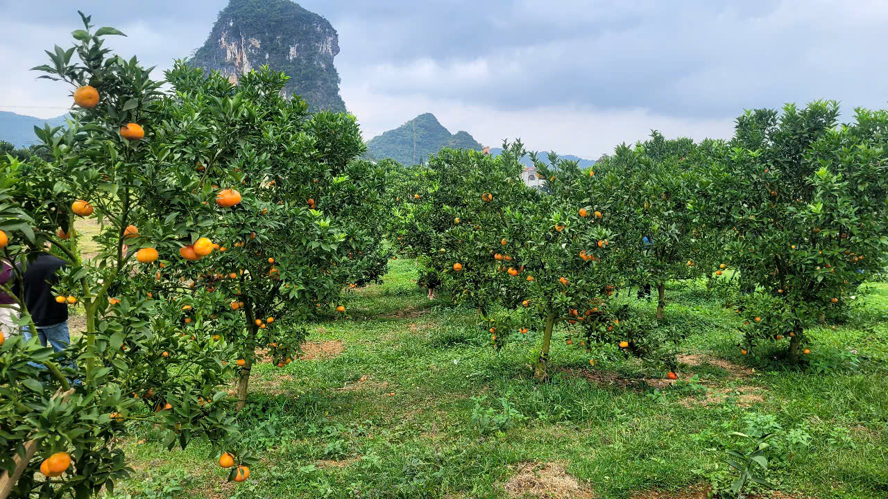 Về "thủ phủ" cam nổi tiếng ở miền Bắc, nông dân thu hàng trăm triệu đồng đến tiền tỉ mỗi ha- Ảnh 2.