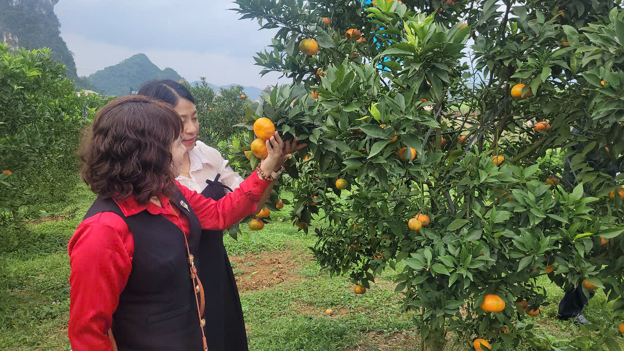 Về "thủ phủ" cam nổi tiếng ở miền Bắc, nông dân thu hàng trăm triệu đồng đến tiền tỉ mỗi ha- Ảnh 3.