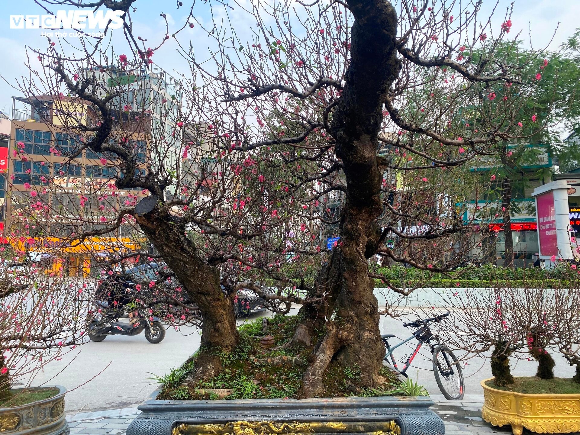Cận cảnh cây đào nổi bật nhất làng Nhật Tân, giá cho thuê 100 triệu đồng - Ảnh 2.