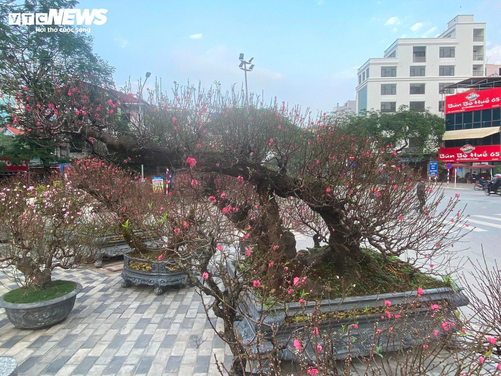 Cận cảnh cây đào nổi bật nhất làng Nhật Tân, giá cho thuê 100 triệu đồng