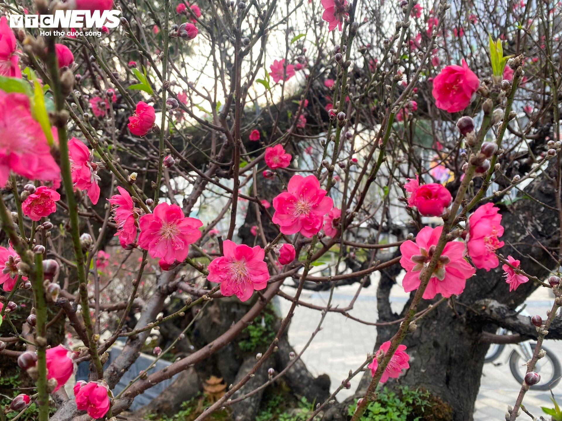 Cận cảnh cây đào nổi bật nhất làng Nhật Tân, giá cho thuê 100 triệu đồng - Ảnh 9.