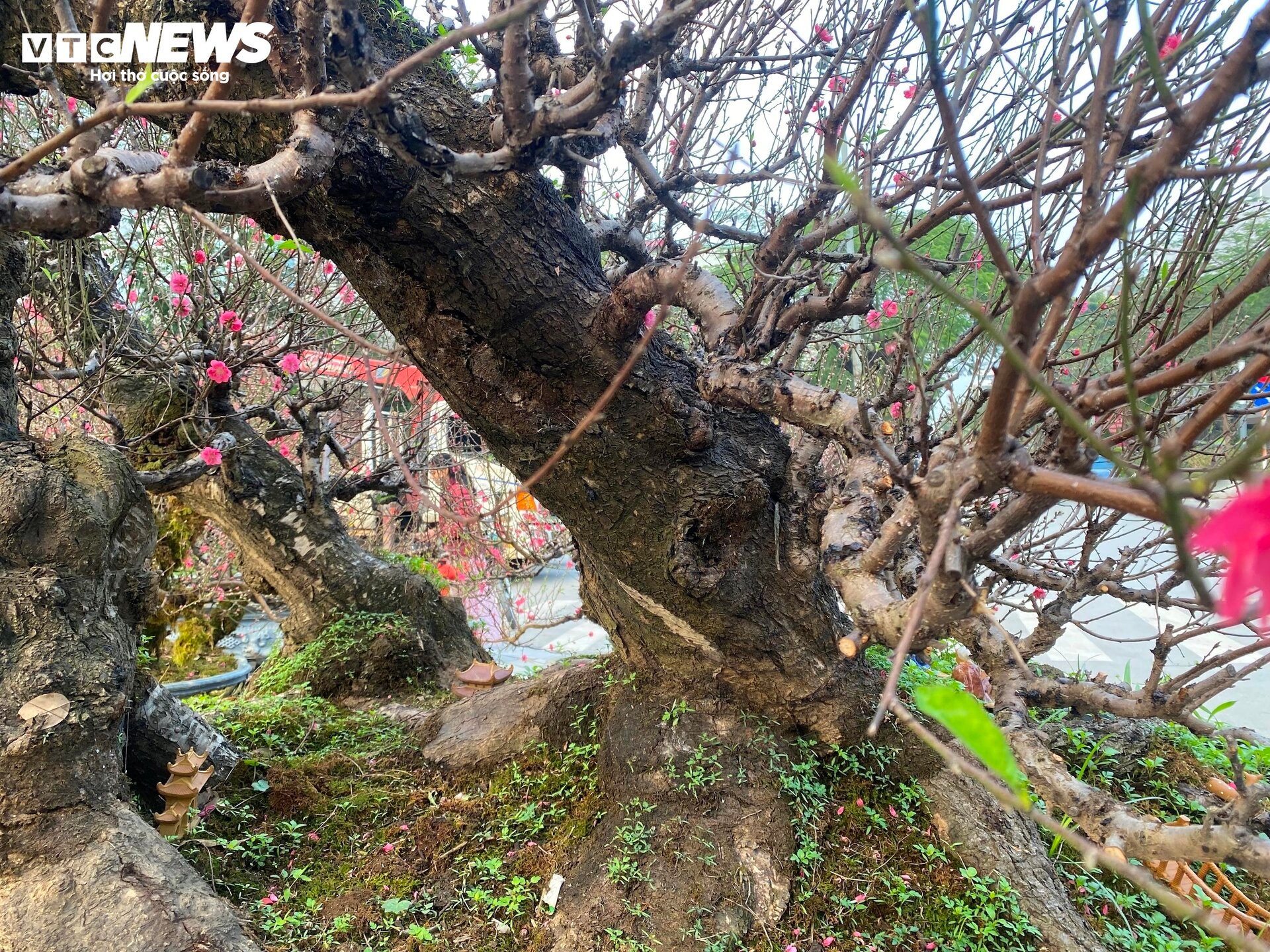 Cận cảnh cây đào nổi bật nhất làng Nhật Tân, giá cho thuê 100 triệu đồng - Ảnh 12.