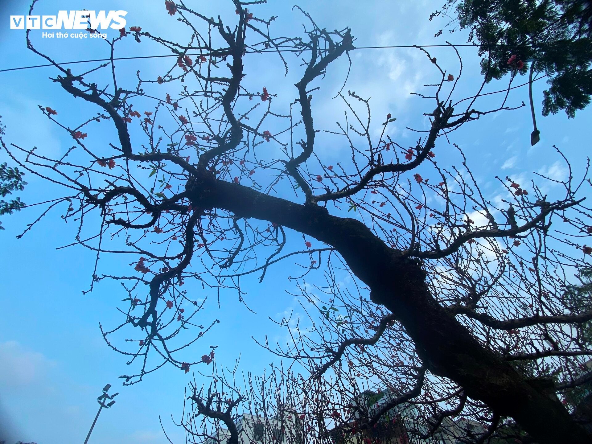 Cận cảnh cây đào nổi bật nhất làng Nhật Tân, giá cho thuê 100 triệu đồng - Ảnh 11.