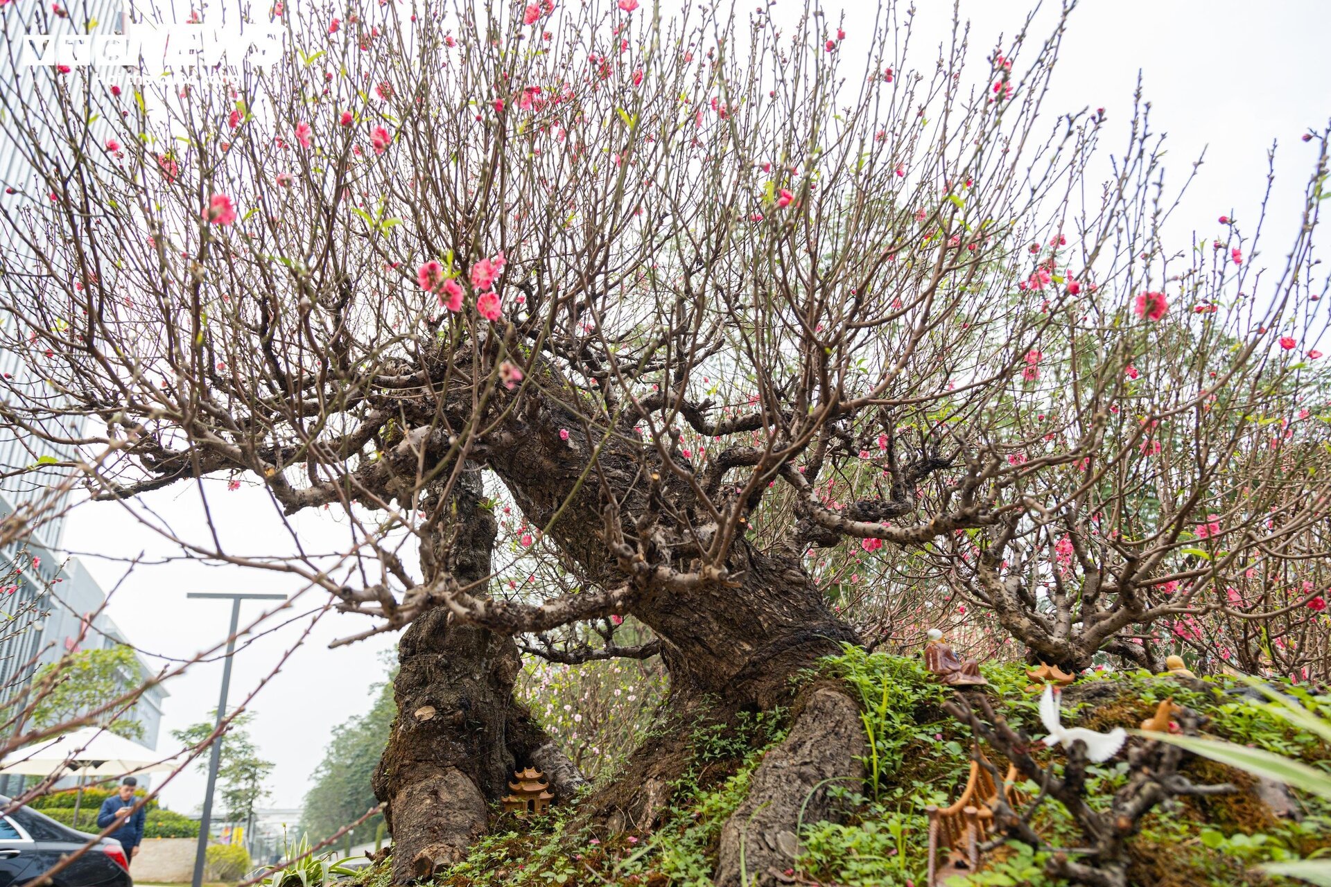 Cận cảnh cây đào nổi bật nhất làng Nhật Tân, giá cho thuê 100 triệu đồng - Ảnh 4.