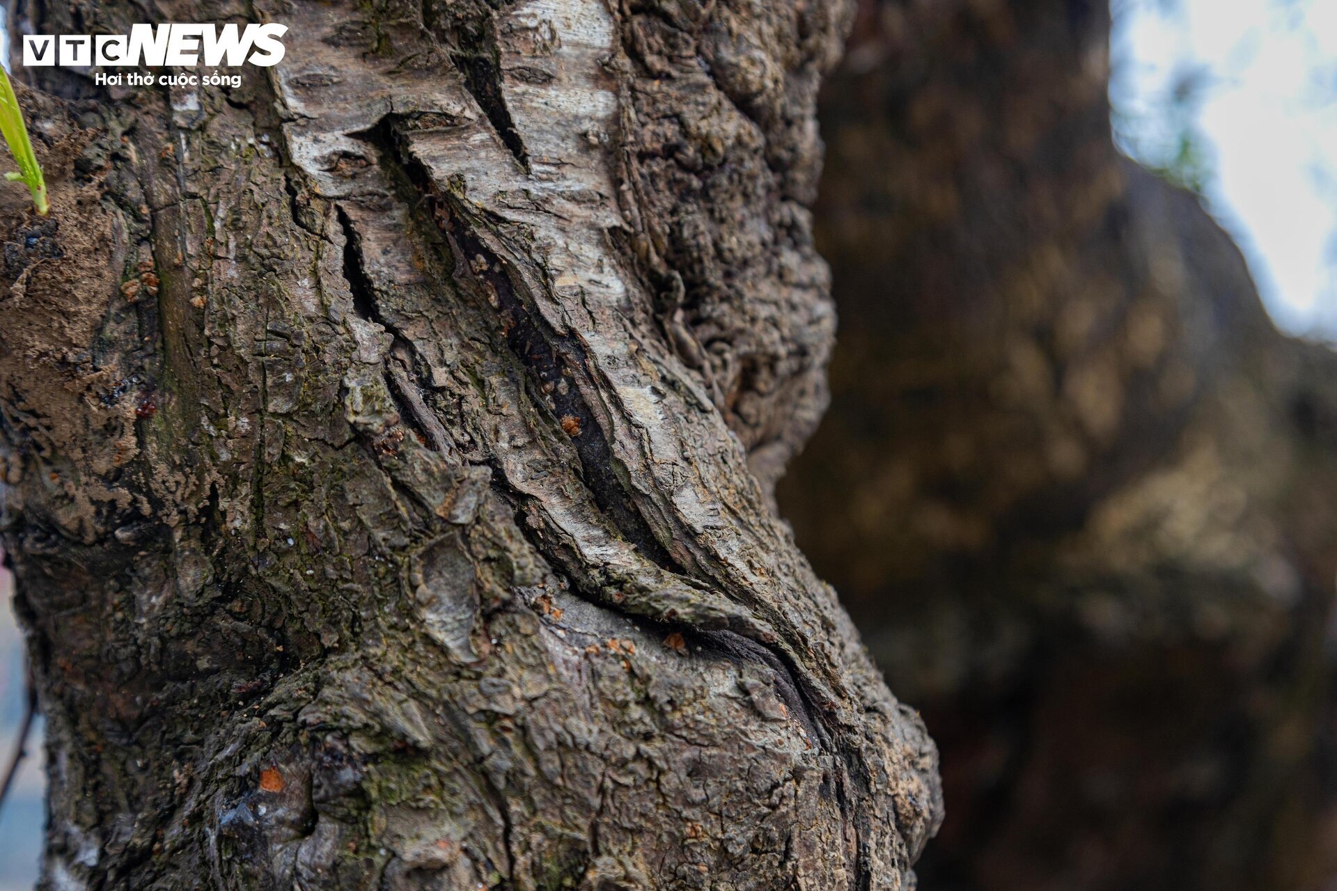 Cận cảnh cây đào nổi bật nhất làng Nhật Tân, giá cho thuê 100 triệu đồng - Ảnh 5.