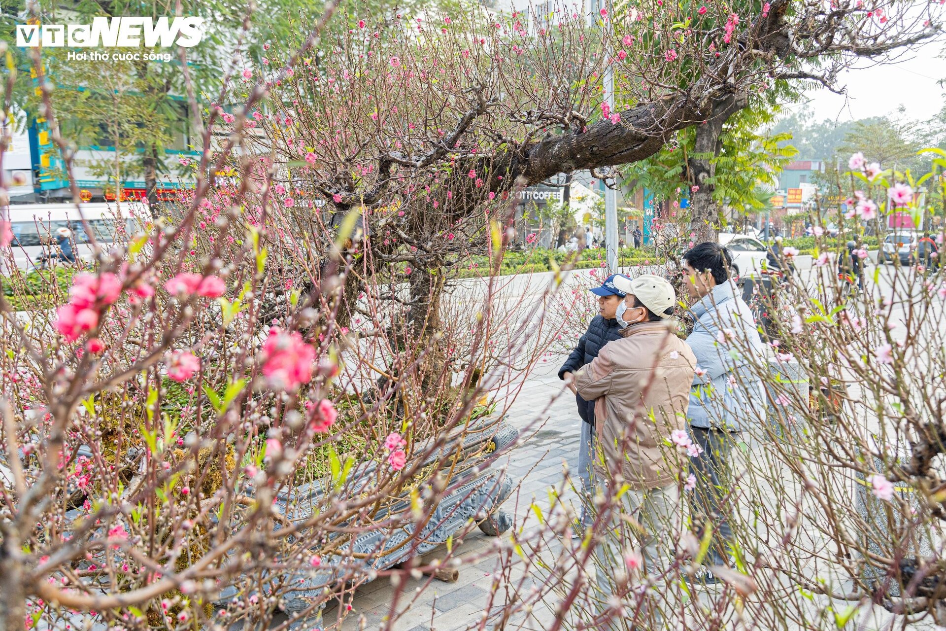 Cận cảnh cây đào nổi bật nhất làng Nhật Tân, giá cho thuê 100 triệu đồng - Ảnh 7.