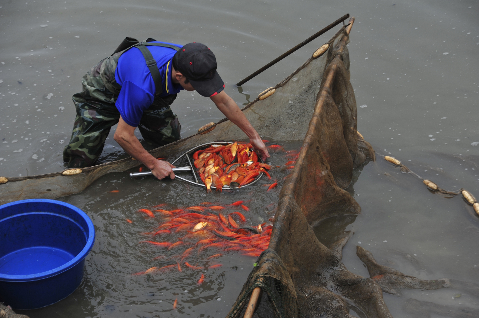 Gia đình ông Luận đang thu hoạch cá chép vàng để cung cấp cho thị trường